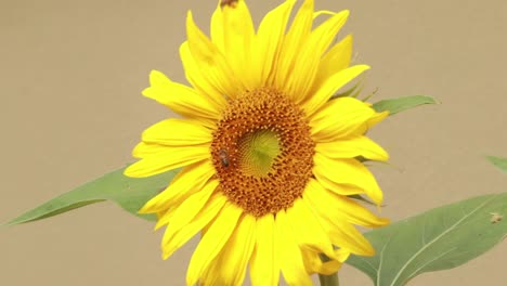 Plano-Medio-De-Abejas-Recolectando-Néctar-De-Un-Girasol