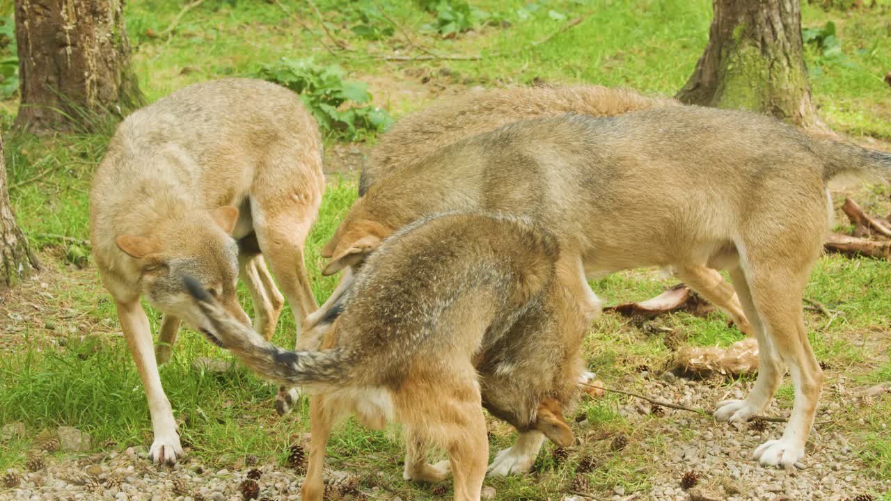 Three European grey wolves engage in social and playful behavior on a forest floor, under natural daylight, with dynamic movement and close group interaction