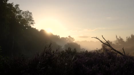 el amanecer brumoso sobre el páramo