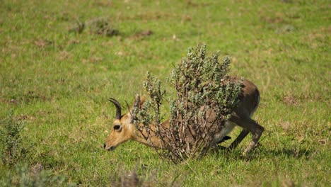 Nahaufnahme-Eines-Männlichen-Bergriedbocks,-Der-Auf-Grünem-Gras-In-Der-Nähe-Eines-Kleinen-Busches-Liegt