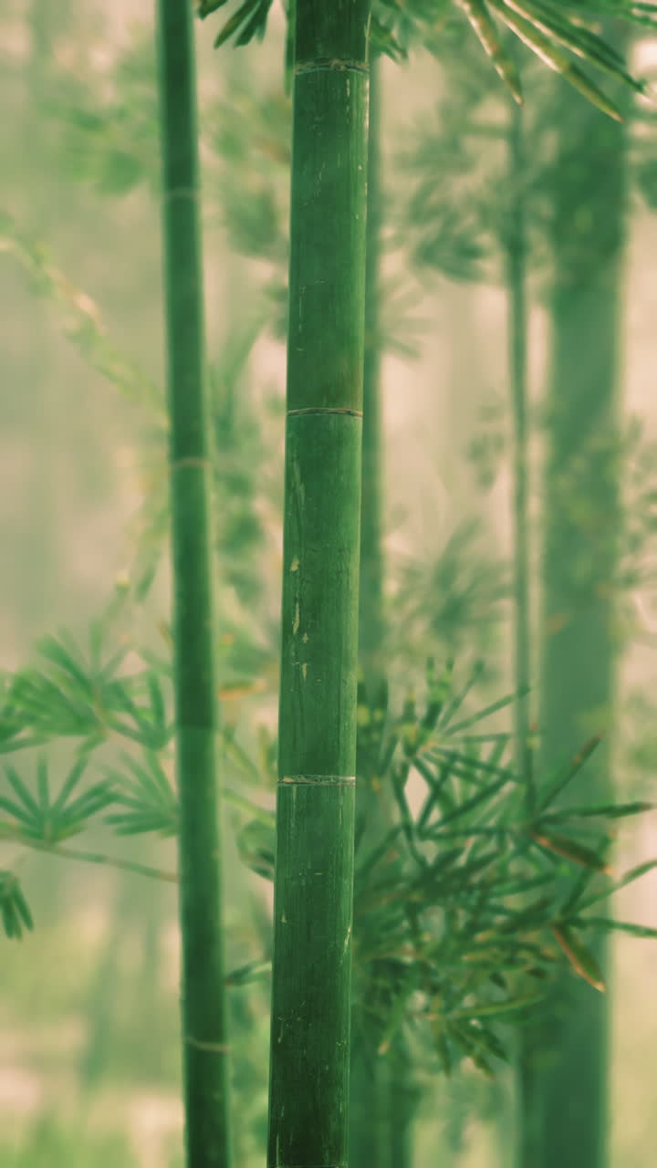 primer plano de un bosque de bambú