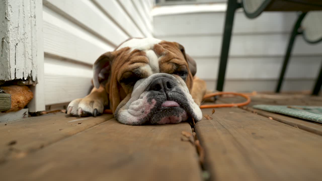 primer plano de dormir bulldog inglés, lindo perro adorable