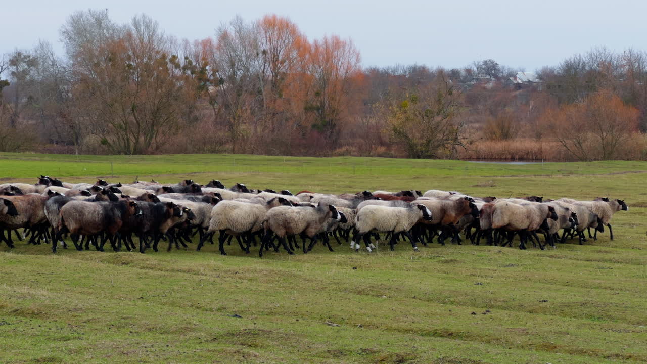 Sheep walk by the dry grass in the field. A flock going to the pasture in autumn.