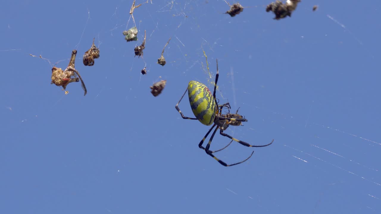 큰 조로 거미 - 네필라 클라바타 - 많은 먹이가 거미줄에 붙어 고치를 잡고 하늘 위로 거미줄 클로즈업에서 새로운 살아있는 파리를 물고 있습니다.