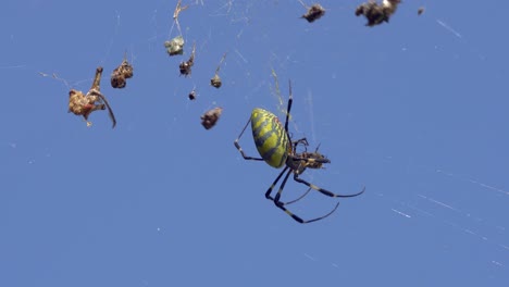 BIg-Joro-Spider---Nephila-Clavata---have-many-preys-stuck-and-cocooned-in-the-web-and-biting-new-alive-fly-in-cobweb-close-up-over-sky