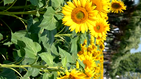 sunflower field in a sunny morning vertical composition