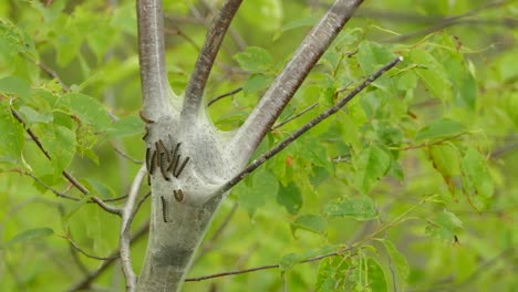 tent caterpillars moving on outside of woven tent in between branches of tree