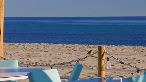 Sparrow-jumping-on-a-rope-in-slow-motion,-at-an-outdoors-beach-restaurant