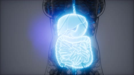 ilustración 3d de las partes y funciones del sistema digestivo humano