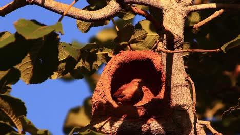 hornero rojo tiende a su nido hecho de barro y arcilla