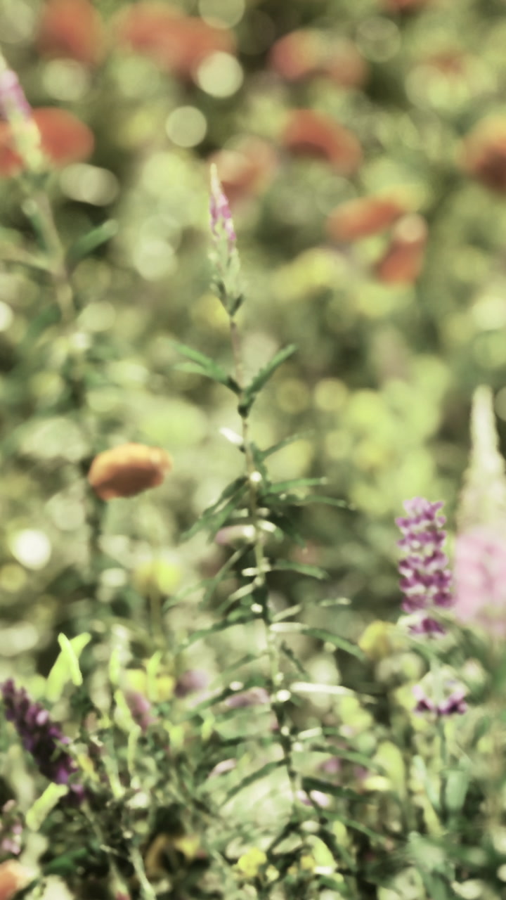 Vibrant blossoms sway gently in a sunlit garden during a peaceful afternoon
