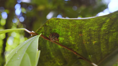 Trash-bug-or-a-lacewing-larve-moving-on-underside-of-a-leaf-looking-for-other-insects-to-eat,-follow-circular-shot