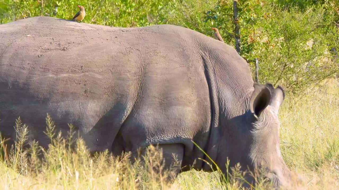 African rhinoceros searching some foods on field, Kruger National Park, South Africa.