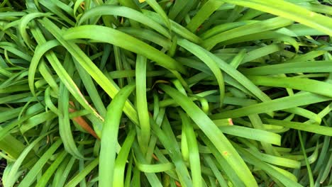 primer plano del denso follaje verde en el parque de melbourne