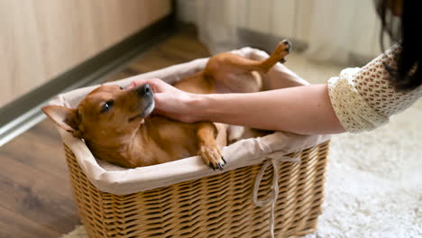 small brown dog lying and relaxed in a wicker basket