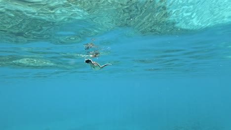 A-Baby-Seaturtle-Slowly-Swimming-Through-The-Clear-Ocean