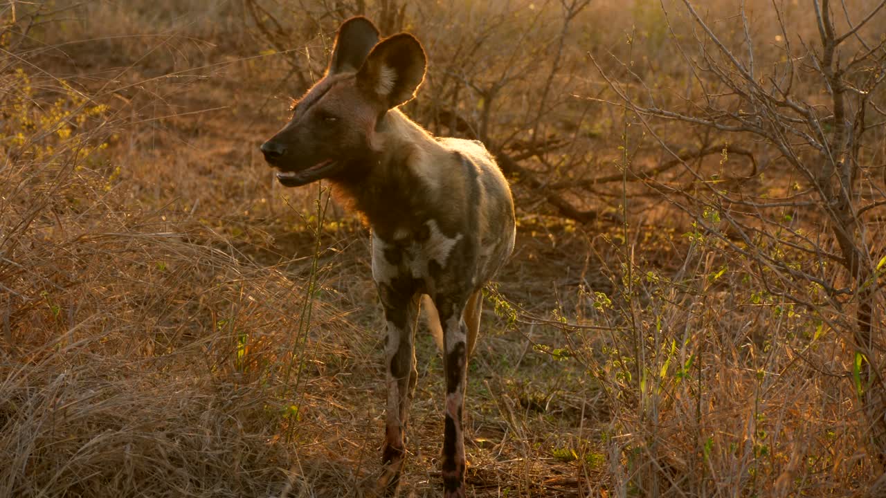 Watchful African Wild Dog that enters into wild