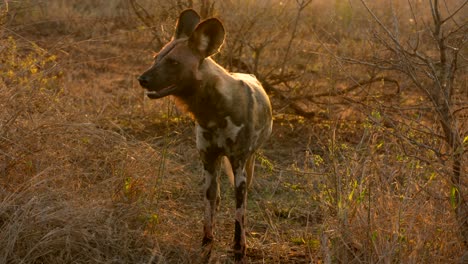 Wachsamer-Afrikanischer-Wildhund,-Der-In-Die-Wildnis-Eintritt