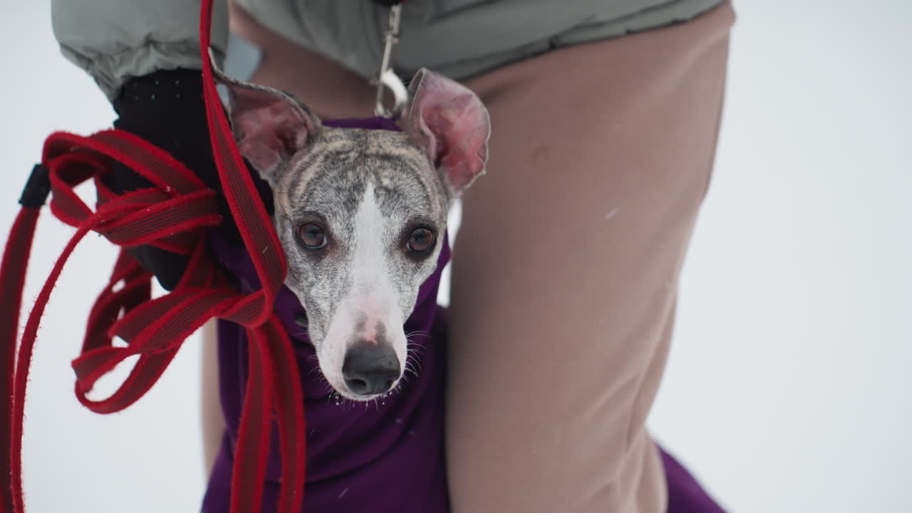 Greyhound dog dressed in purple coat looks directly into camera while standing close to human wearing winter clothes, red leash held in gloved hand, snow visible in background, intimate moment captured outdoors