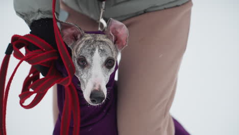 greyhound dog dressed in purple coat looks directly into camera while standing close to human wearing winter clothes, red leash held in gloved hand, snow visible in background, intimate moment captured outdoors