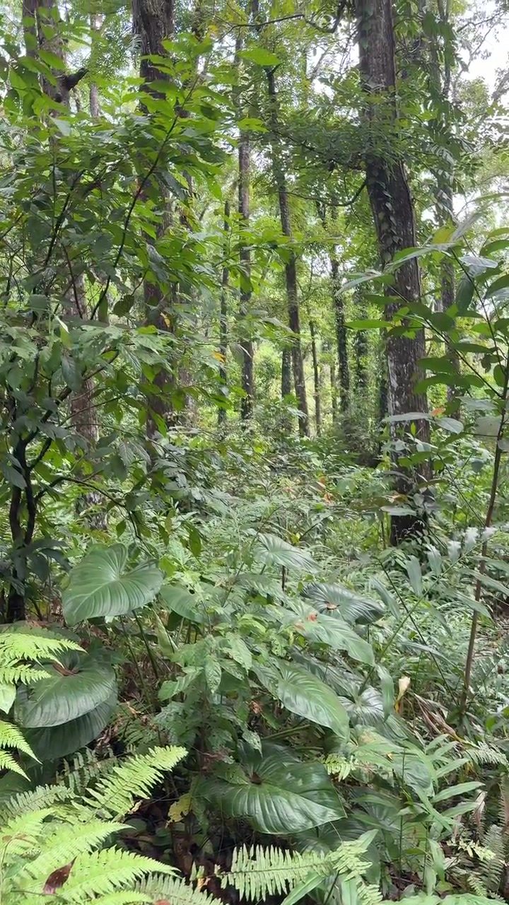 Sottobosco lussureggiante di foresta tropicale con felci e alberi