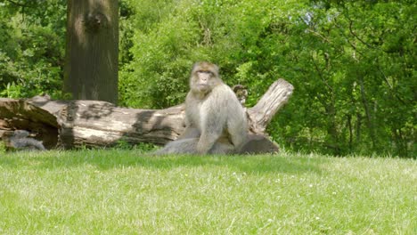 Sentado-Junto-A-Un-Tronco-De-árbol-Que-Cae,-Un-Macaco-De-Berbería-Macaca-Sylvanus-Mira-A-Su-Alrededor-Mientras-Una-Ardilla-Busca-Algo-De-Comida-En-El-Suelo-Del-Bosque-Del-Santuario-De-Vida-Silvestre-De-Trentham