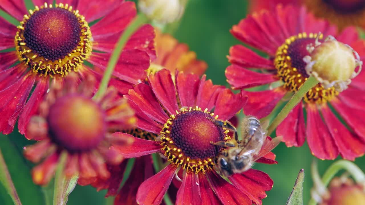 una abeja melífera recolecta néctar de hermosas flores de helenio con centro rojo y pétalos