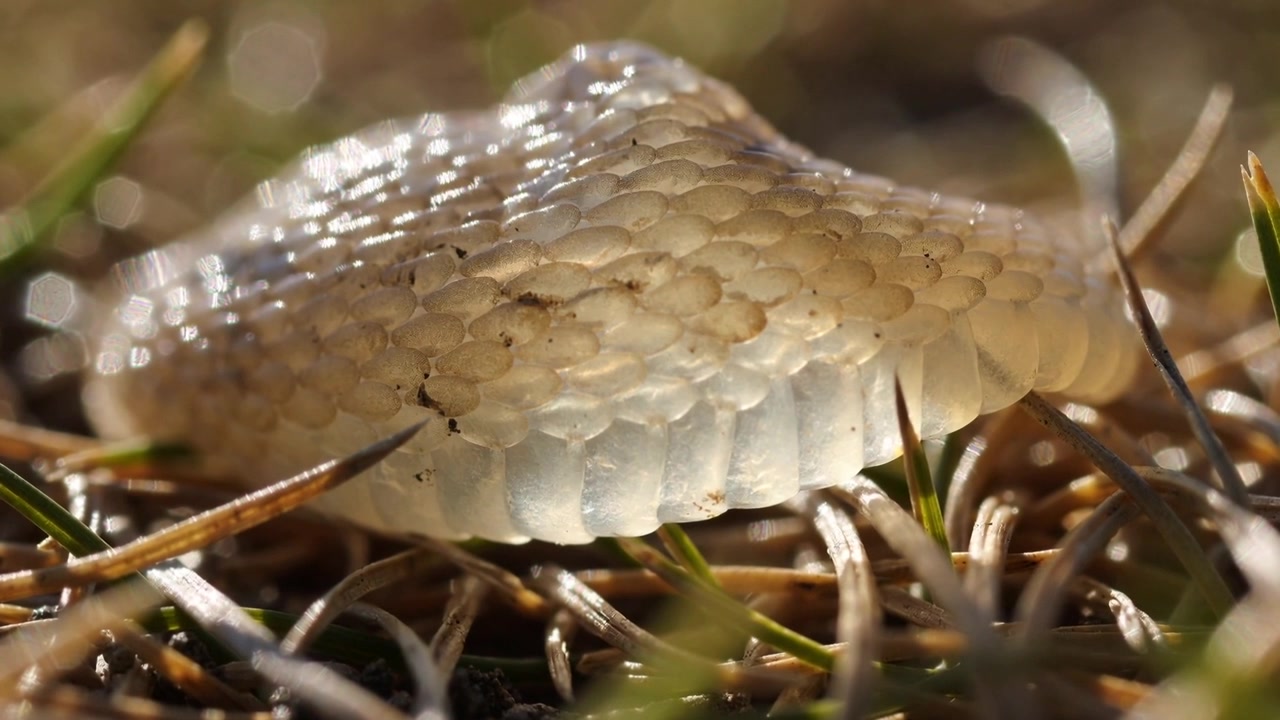 Telecamera che si sposta con angolazione bassa rivelando una muta di serpente traslucida su un prato, mostrando squame e riflessi del sole