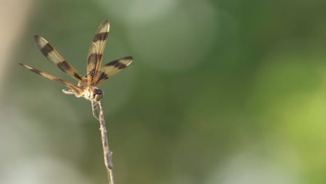 insecto alado de la libélula del banderín de halloween en la caña ventosa en cámara lenta con fondo verde