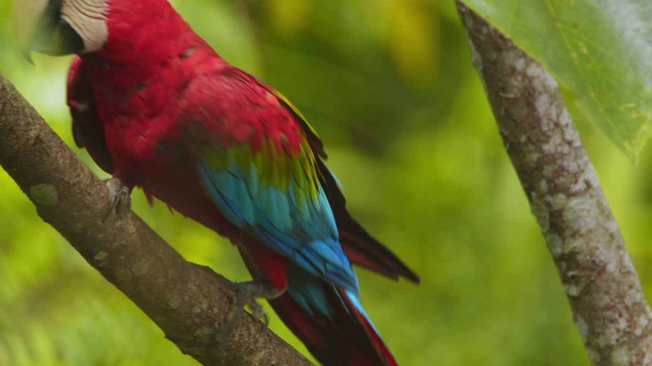 Green Winged macaw closeup walking up the branch approaching another as it moves behind dense foliage in Peru rain forest