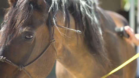 Medium-shot-of-a-brown-horse's-face-while-a-person-grooms-in-the-background