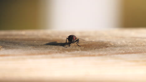 La-Mosca-Doméstica-Se-Enfrenta-A-La-Cámara,-Limpia-Las-Antenas,-Se-Aleja