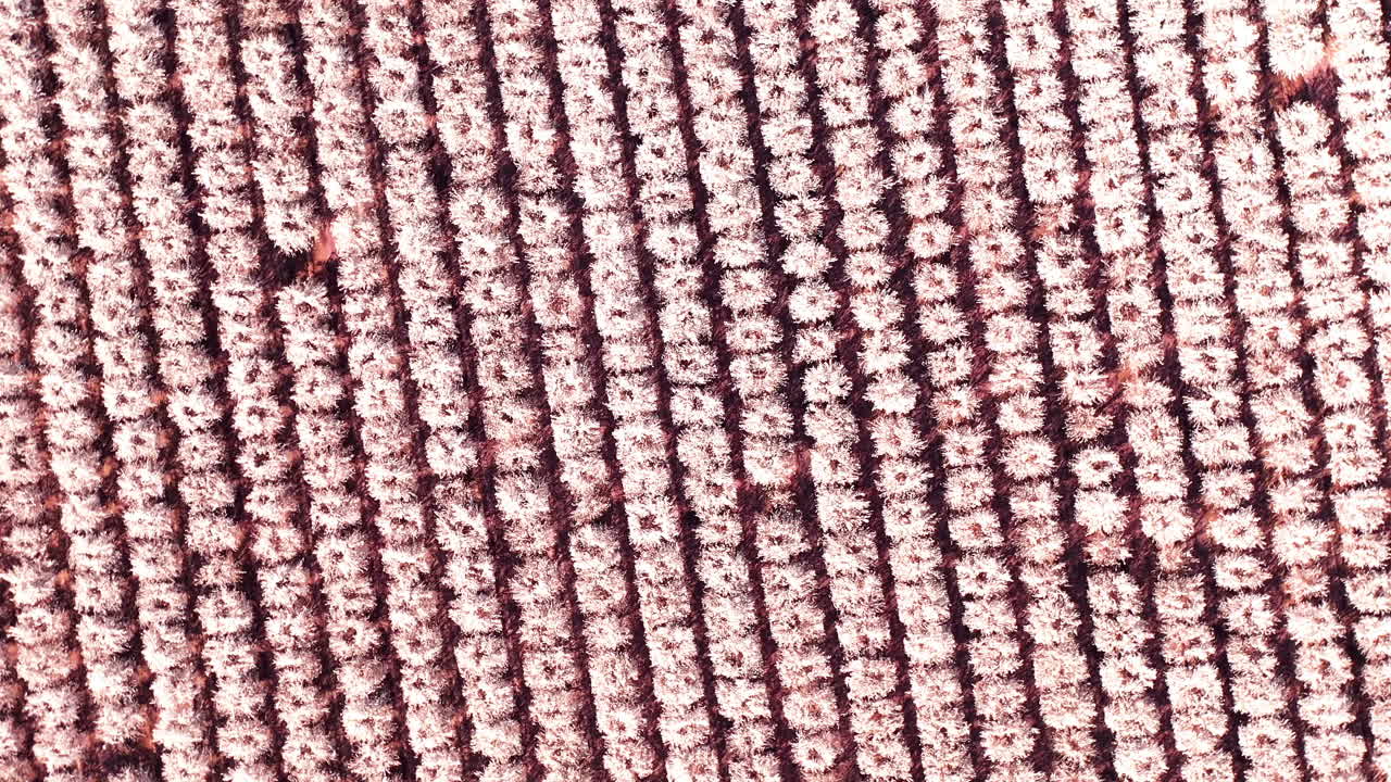 vibrantes almendros de color rosa pastel en flor