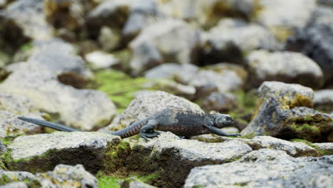 Einzelner-Galapagos-Meeresleguan,-Der-über-Felsen-In-Santa-Cruz-Läuft