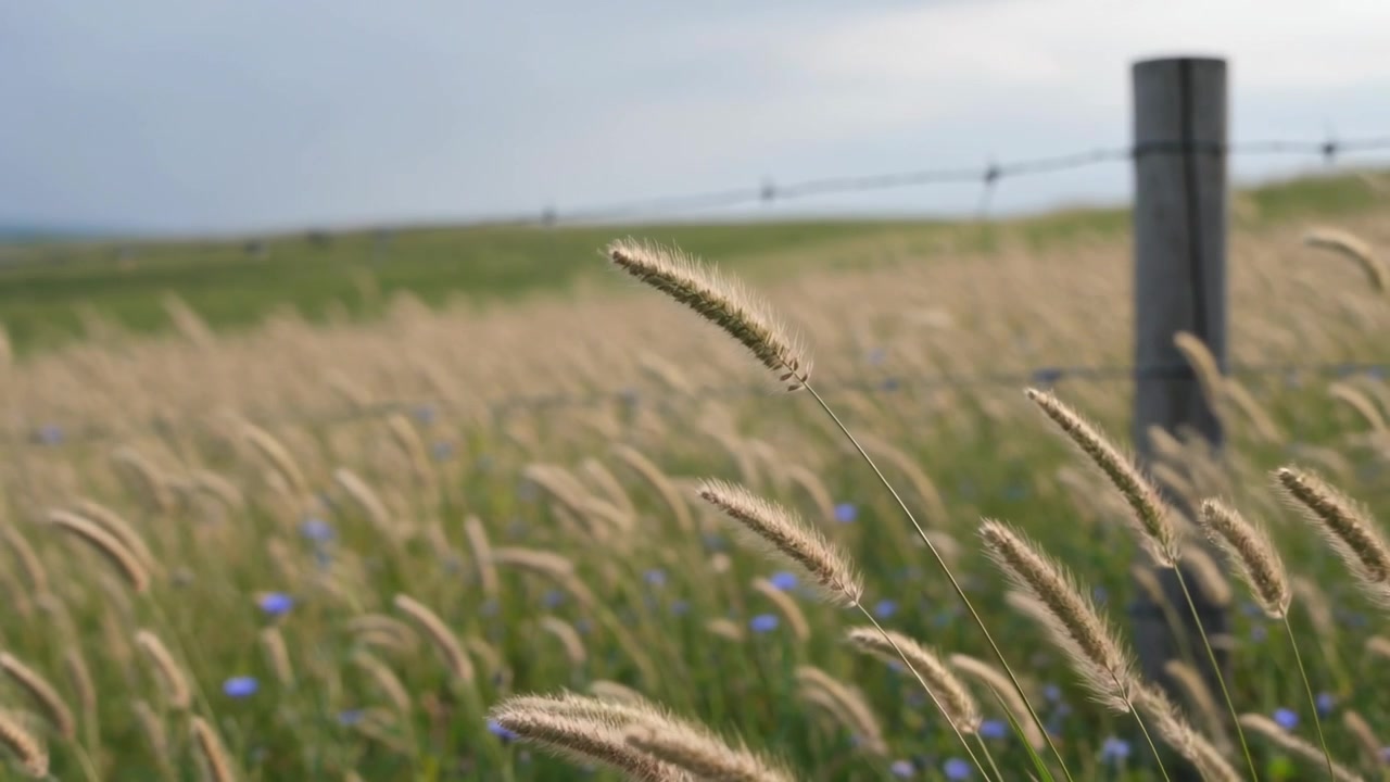 Swaying foxtail grass stalks tilting and shifting in light breeze at rural pasture, with fence post