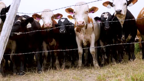 a herd of tagged cows