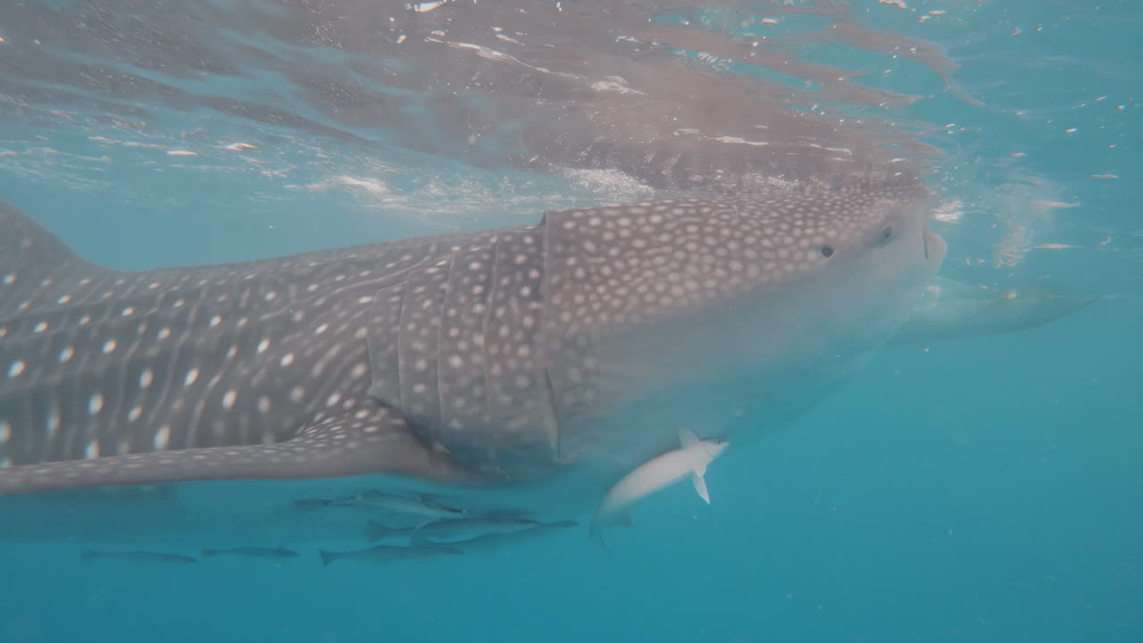 toma cinematográfica de un tiburón ballena nadando junto a la cámara en aguas azules claras con peces nadando debajo de él en 4k, 120 fps, slomo