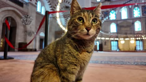 tabby cat in a mosque