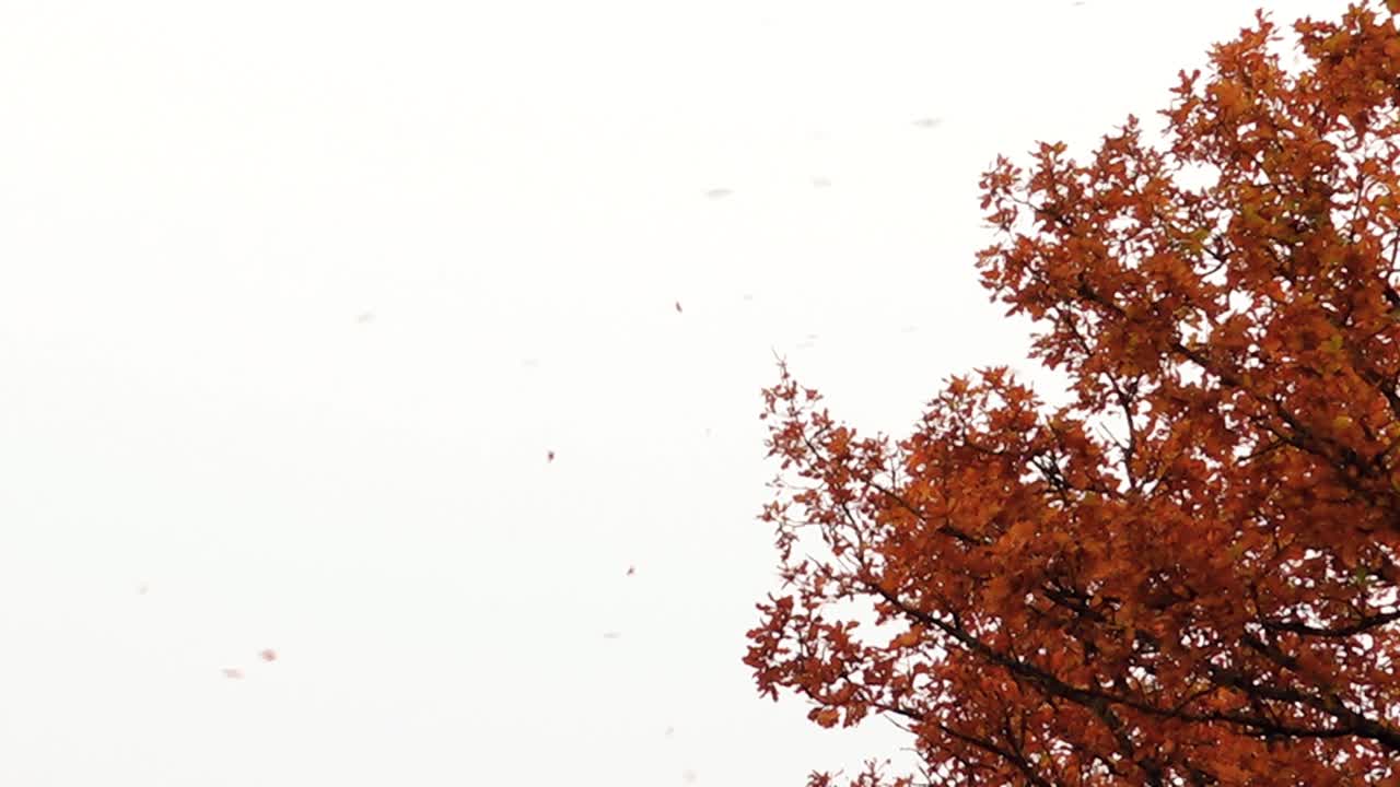 Autumn Leaves Falling from Oak Tree