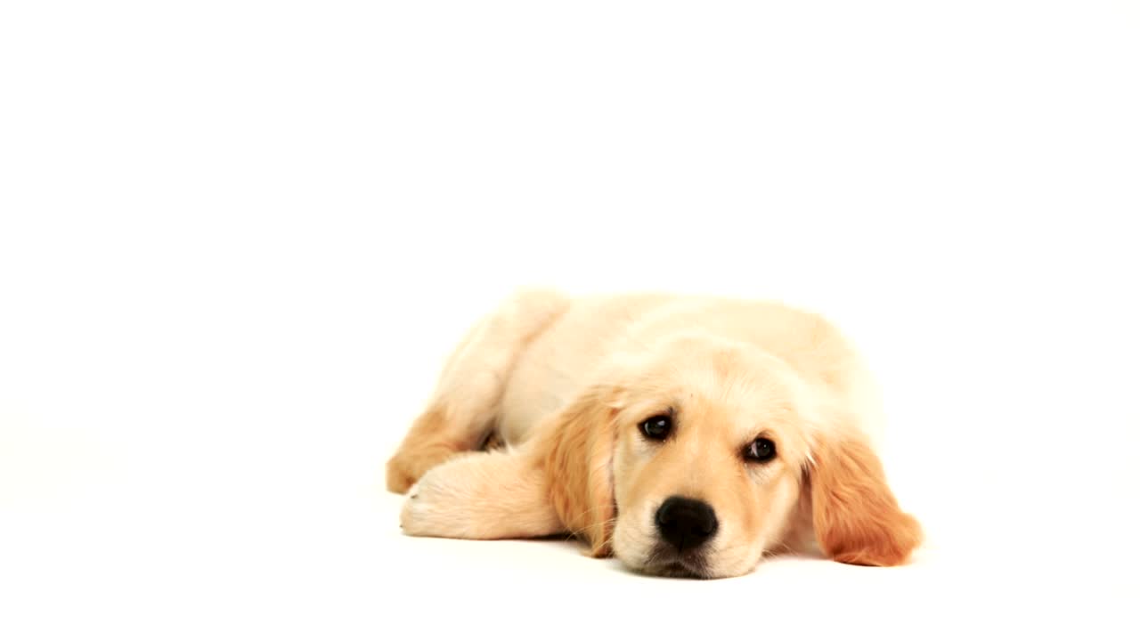 귀여운 강아지가 누워있어요