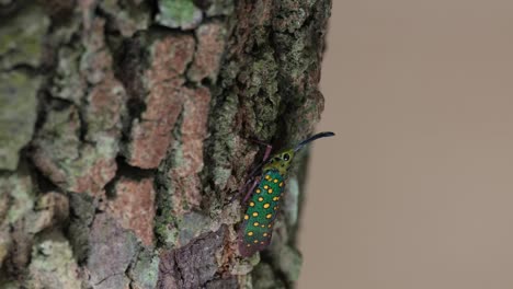 saca el zoom de este encantador insecto en lo profundo del bosque, saiva gemmata lantern bug, tailandia