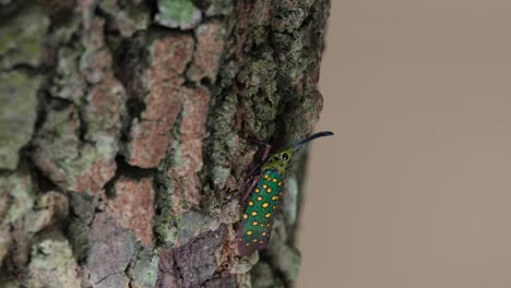 zoom out of this lovely insect deep in the forest, saiva gemmata lantern bug, thailand