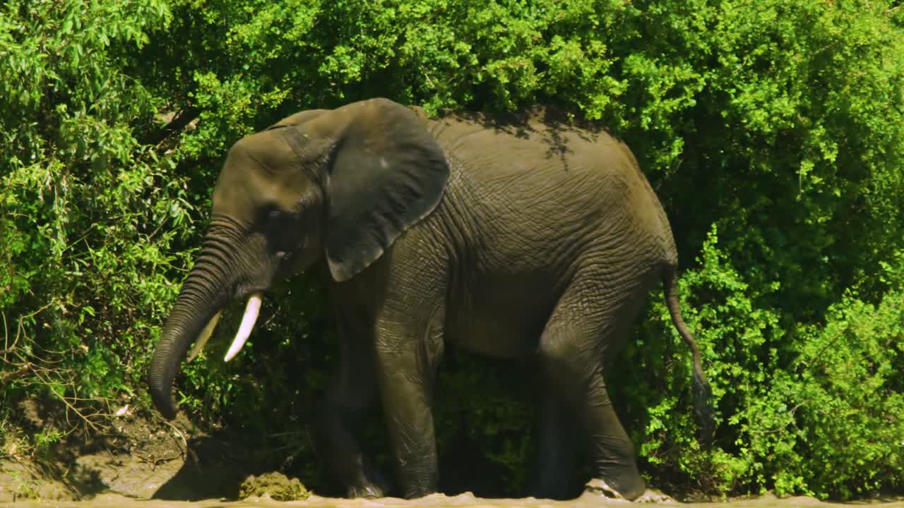 Lone elephant with huge tusks uses trunk to scratch ear by waterhole in slow motion