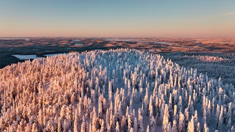 aerial view over a snowy forested hill, sunrise in arctic wilderness of lapland