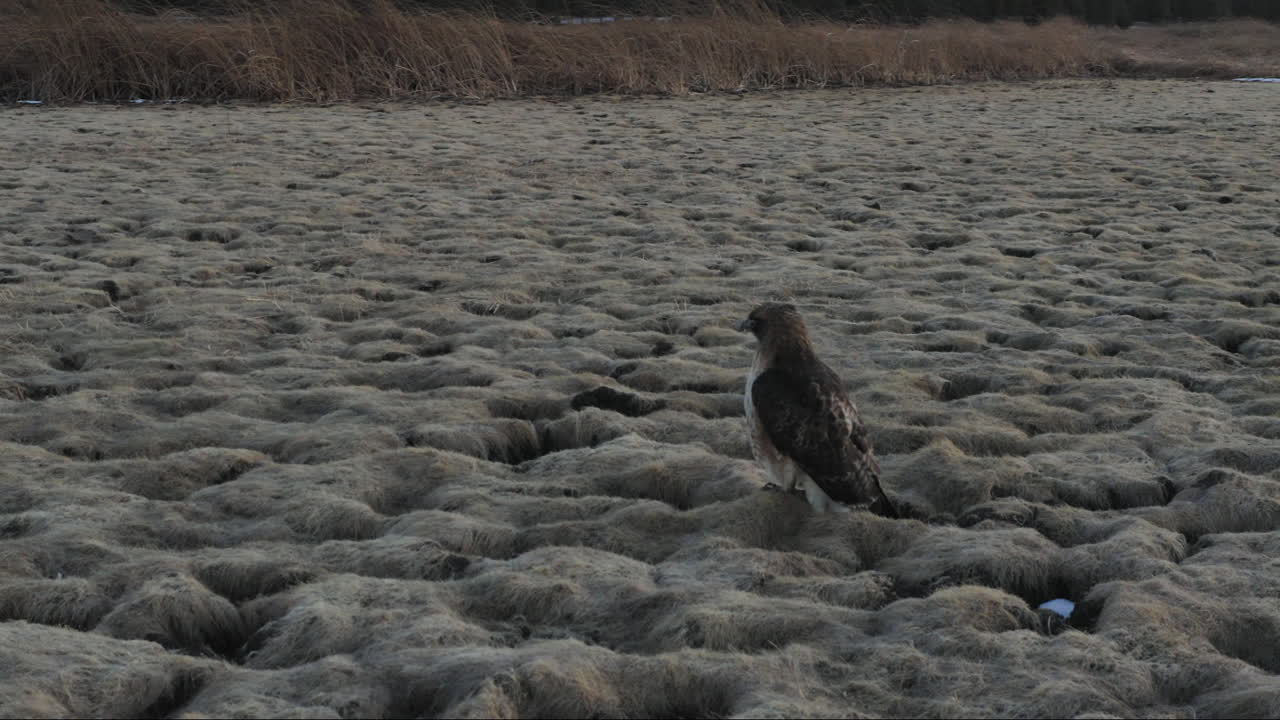 Inquadratura ravvicinata orbitante di un'aquila rapace selvatica posata su un paesaggio arido nel Parco Nazionale dell'Arizona.