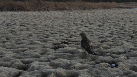 Orbiting-close-up-shot-of-wild-eagle-raptor-sitting-on-dried-landscape-in-National-Park-of-Arizona