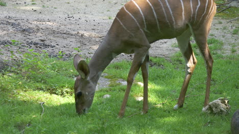 Kudu-Menor-Un-Antílope-Del-Bosque-Comiendo-Hierba-Fresca-De-Pasto-Durante-La-Luz-Del-Sol,-Primer-Plano---Ammelaphus-Imberbis-En-El-Desierto---Imágenes-En-Cámara-Lenta