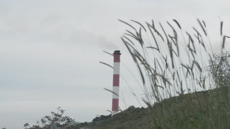chimenea de fábrica con vegetación natural en primer plano