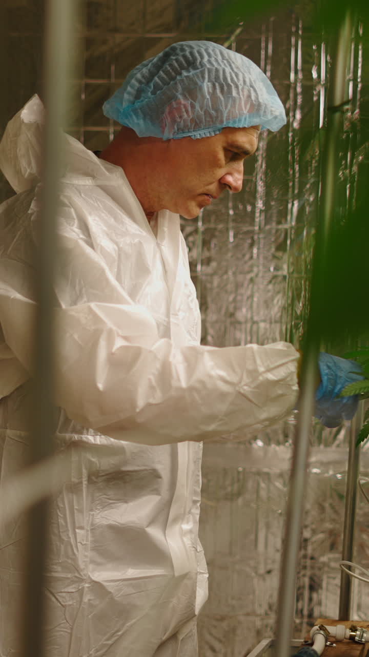 Uomo in tuta protettiva che si prende cura di piante di cannabis in una grow room