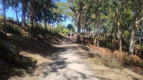 Group-of-people-hiking-in-the-middle-of-the-forest-with-tall-eucalyptus-and-moss-on-the-rocks-on-a-sunny-summer-day,-shooting-traveling-forward,-Cíes-Islands,-Galicia,-Spain